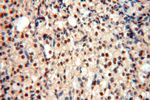 MCL1L Antibody in Immunohistochemistry (Paraffin) (IHC (P))