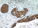 MCL1L Antibody in Immunohistochemistry (Paraffin) (IHC (P))