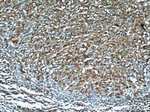 MCL1L Antibody in Immunohistochemistry (Paraffin) (IHC (P))