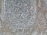 MCL1L Antibody in Immunohistochemistry (Paraffin) (IHC (P))