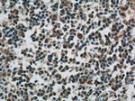 MCL1L Antibody in Immunohistochemistry (Paraffin) (IHC (P))