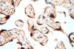 MCL1L Antibody in Immunohistochemistry (Paraffin) (IHC (P))