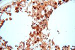 MCL1L Antibody in Immunohistochemistry (Paraffin) (IHC (P))