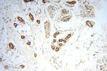 MCL1L Antibody in Immunohistochemistry (Paraffin) (IHC (P))