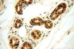 MCL1L Antibody in Immunohistochemistry (Paraffin) (IHC (P))