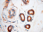 GARS Antibody in Immunohistochemistry (Paraffin) (IHC (P))