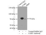 GARS Antibody in Immunoprecipitation (IP)