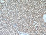 C4BPB Antibody in Immunohistochemistry (Paraffin) (IHC (P))