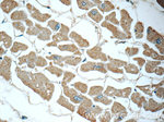 GSTT1 Antibody in Immunohistochemistry (Paraffin) (IHC (P))