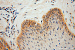 GSTT1 Antibody in Immunohistochemistry (Paraffin) (IHC (P))