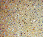 GSTT1 Antibody in Immunohistochemistry (Paraffin) (IHC (P))