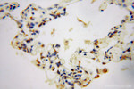 GSTT1 Antibody in Immunohistochemistry (Paraffin) (IHC (P))