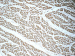 GSTT1 Antibody in Immunohistochemistry (Paraffin) (IHC (P))