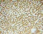 GSTT1 Antibody in Immunohistochemistry (Paraffin) (IHC (P))