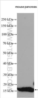 PLA2G1B Antibody in Western Blot (WB)