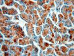 Amylase alpha Antibody in Immunohistochemistry (Paraffin) (IHC (P))