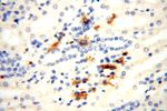 TGM4 Antibody in Immunohistochemistry (Paraffin) (IHC (P))