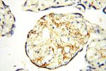 TGM4 Antibody in Immunohistochemistry (Paraffin) (IHC (P))