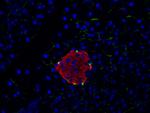 Insulin Antibody in Immunocytochemistry (ICC/IF)