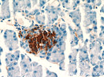 Insulin Antibody in Immunohistochemistry (Paraffin) (IHC (P))