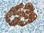 Insulin Antibody in Immunohistochemistry (Paraffin) (IHC (P))