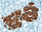 Insulin Antibody in Immunohistochemistry (Paraffin) (IHC (P))