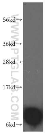 FXYD3 Antibody in Western Blot (WB)