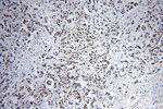 SF3A1 Antibody in Immunohistochemistry (Paraffin) (IHC (P))