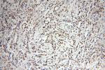 SF3A1 Antibody in Immunohistochemistry (Paraffin) (IHC (P))