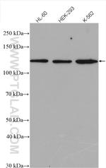 SF3A1 Antibody in Western Blot (WB)