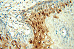 FABP4 Antibody in Immunohistochemistry (Paraffin) (IHC (P))