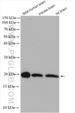 Centrin 2 Antibody in Western Blot (WB)
