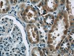 EIF1B Antibody in Immunohistochemistry (Paraffin) (IHC (P))