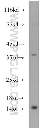 EIF1B Antibody in Western Blot (WB)