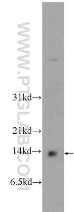 EIF1B Antibody in Western Blot (WB)