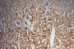 ACTO9 Antibody in Immunohistochemistry (Paraffin) (IHC (P))