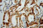 ACTO9 Antibody in Immunohistochemistry (Paraffin) (IHC (P))