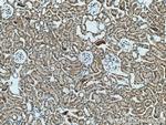 ACTO9 Antibody in Immunohistochemistry (Paraffin) (IHC (P))