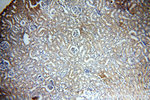 ACTO9 Antibody in Immunohistochemistry (Paraffin) (IHC (P))