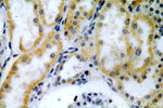 ACTO9 Antibody in Immunohistochemistry (Paraffin) (IHC (P))