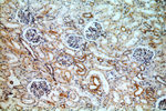 ACTO9 Antibody in Immunohistochemistry (Paraffin) (IHC (P))