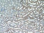 ACTO9 Antibody in Immunohistochemistry (Paraffin) (IHC (P))