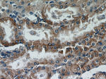 ACTO9 Antibody in Immunohistochemistry (Paraffin) (IHC (P))