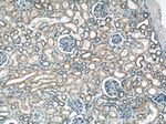 ACTO9 Antibody in Immunohistochemistry (Paraffin) (IHC (P))