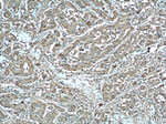 MDH1 Antibody in Immunohistochemistry (Paraffin) (IHC (P))