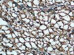 MDH1 Antibody in Immunohistochemistry (Paraffin) (IHC (P))