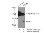 MDH1 Antibody in Immunoprecipitation (IP)