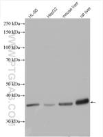 MDH1 Antibody in Western Blot (WB)