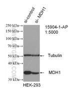 MDH1 Antibody in Western Blot (WB)