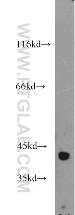 IDH3A Antibody in Western Blot (WB)